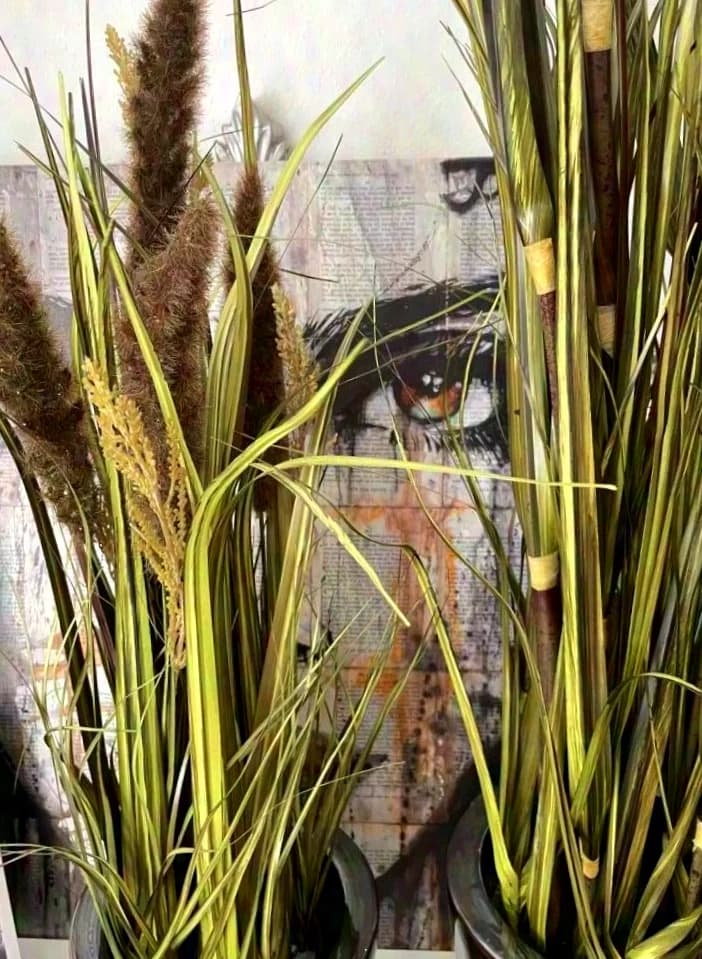 Unknown decorative grass