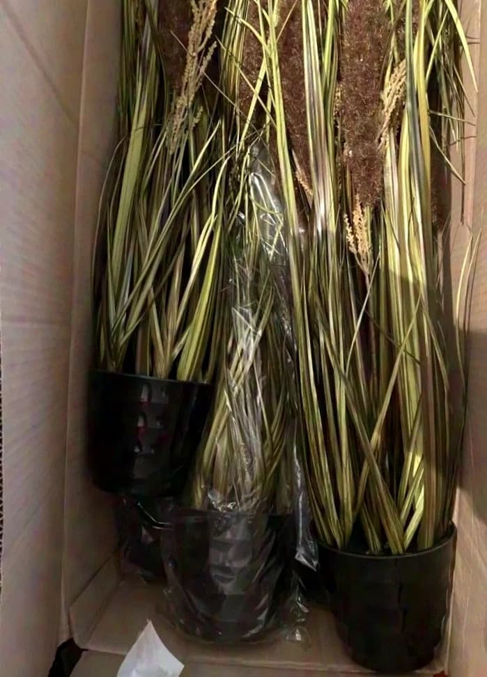 Unknown decorative grass