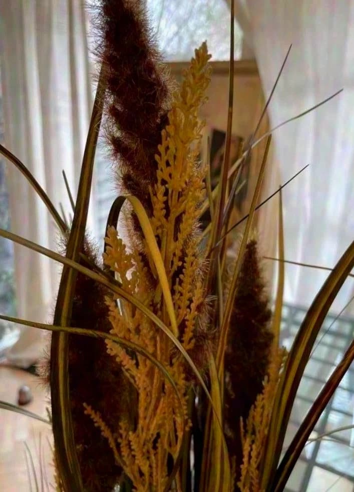 Unknown decorative grass