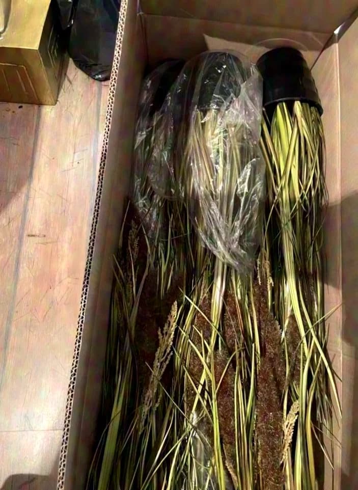 Unknown decorative grass